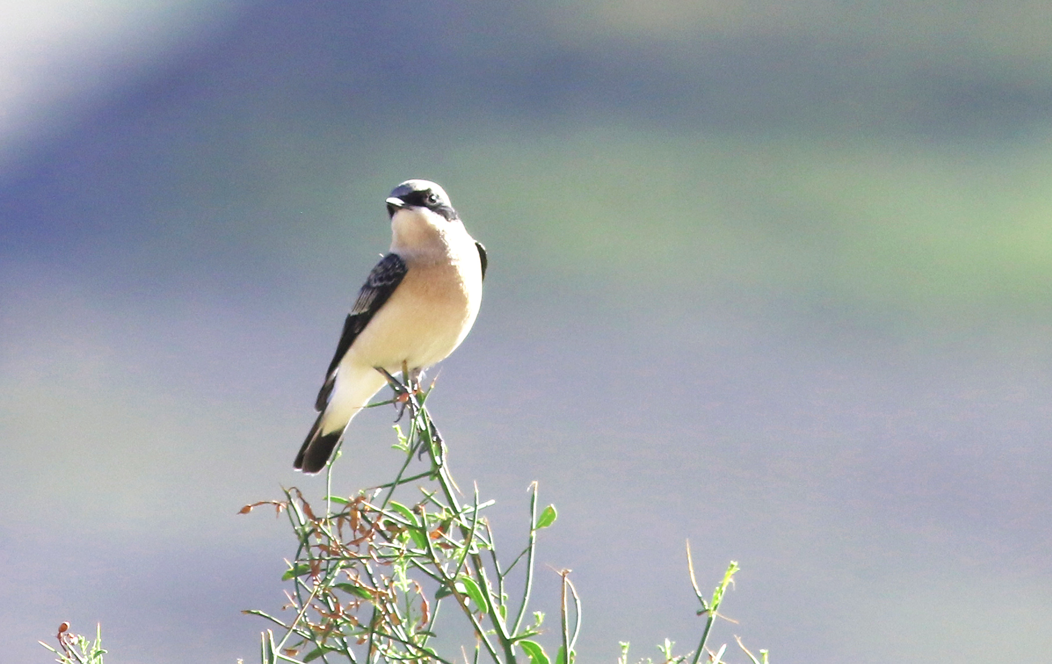 Black-eared Wheatear